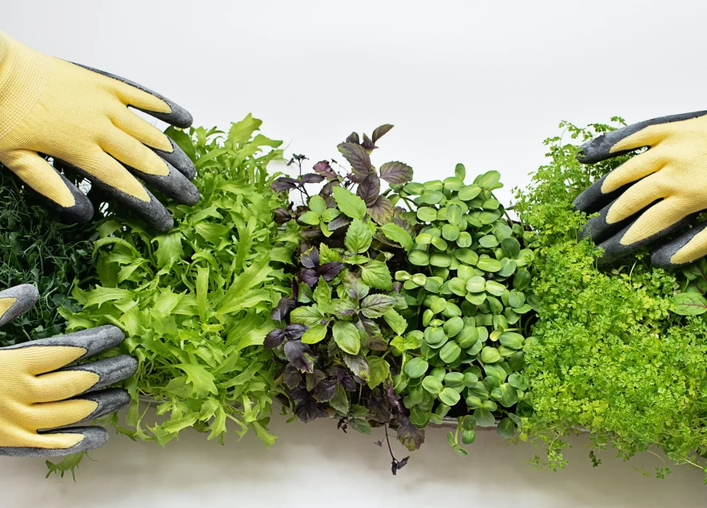 Several types of microgreens being sorted by gloved hands