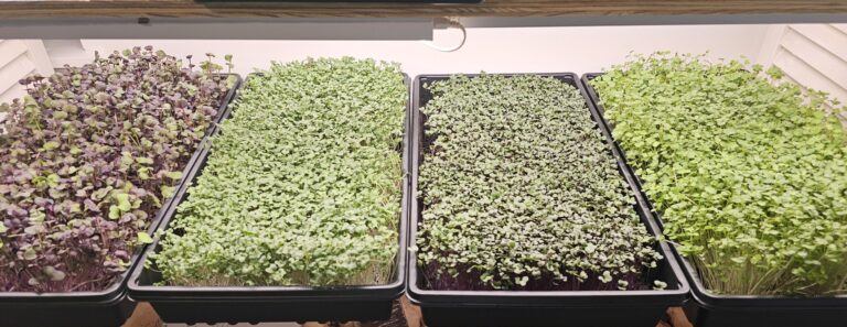 Microgreens on a Grow Rack